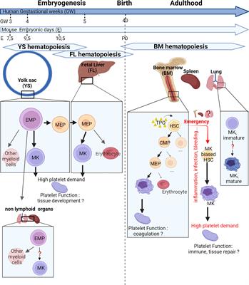 Frontiers | Occurrence And Role Of Lung Megakaryocytes In Infection And ...